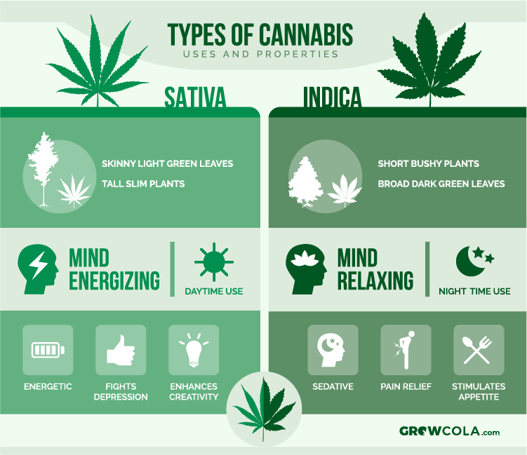 Cannabis sativa vs indica