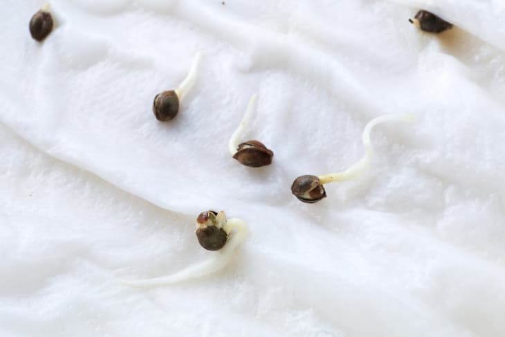 cannabis seeds germination