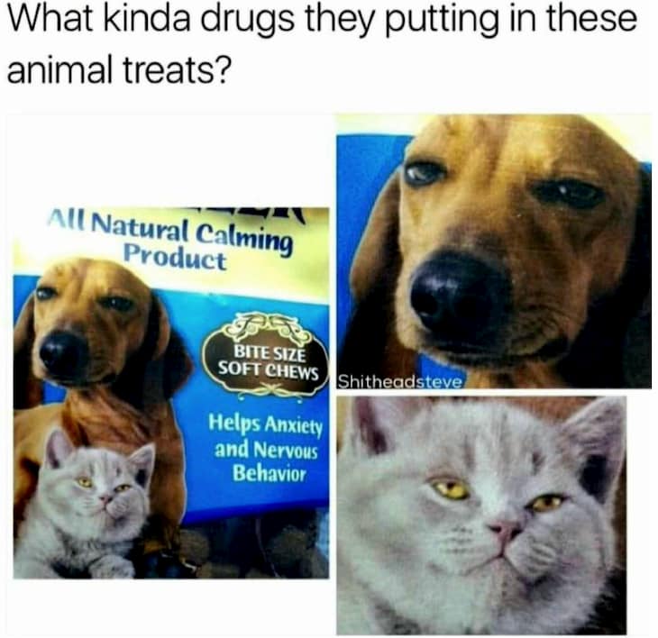 weed meme about dog food