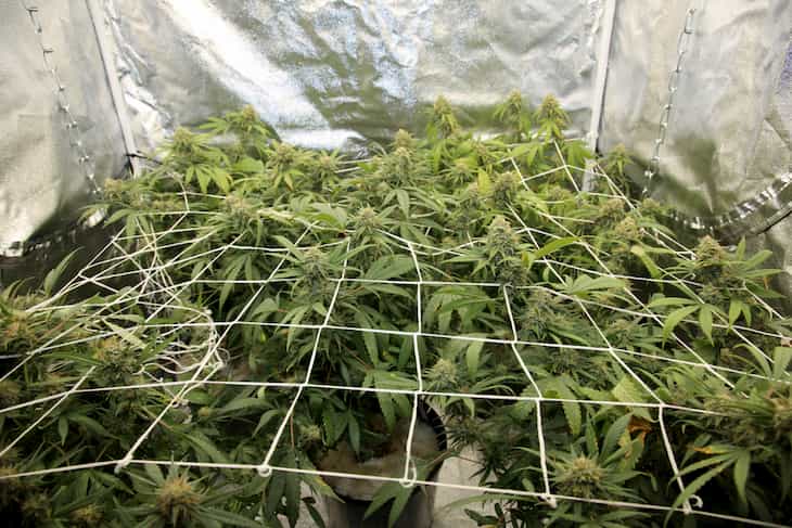 secret marijuana cultivation