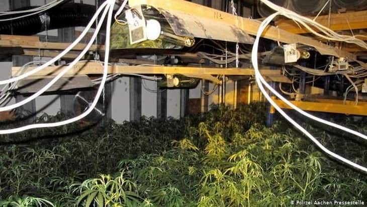 illegal cannabis plantation