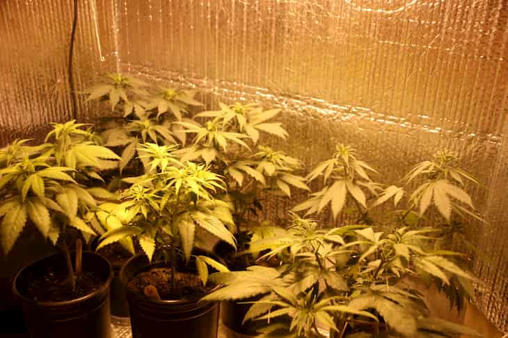 home grown medical cannabis