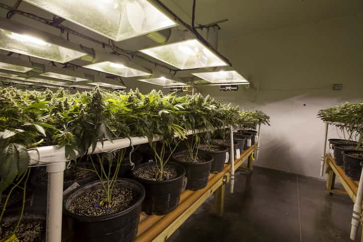 cannabis grow room