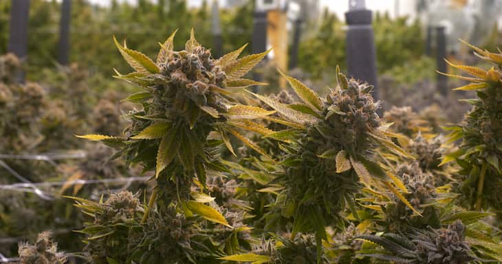 Matured cannabis plants