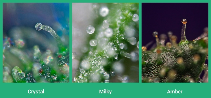 cannabis trichomes from crystal to amber