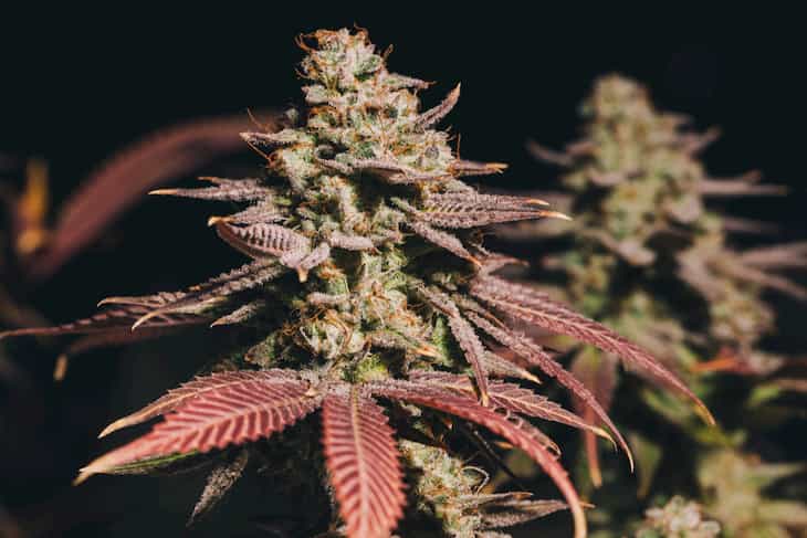 harvest ready cannabis plant