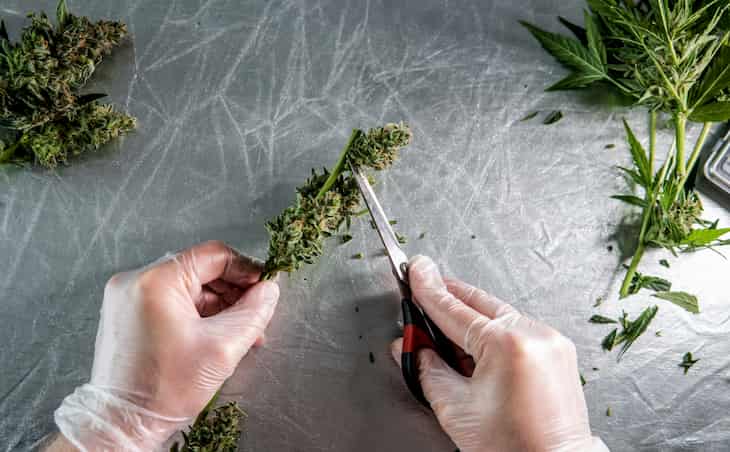 trimming cannabis with hands