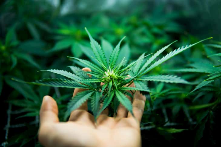 Growing cannabis with LED grow lights