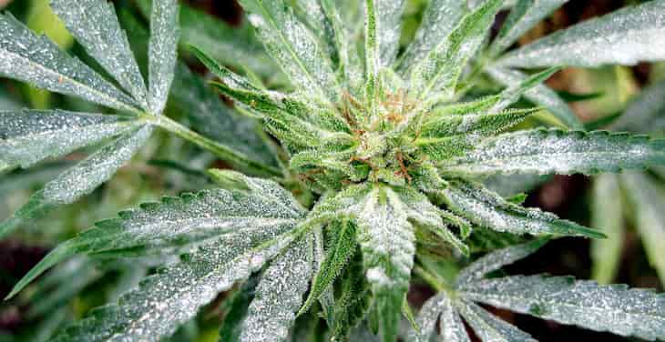 White powdery mildew on cannabis plant