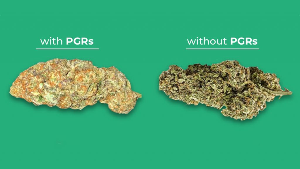 weed with PGRs and without PGRs added